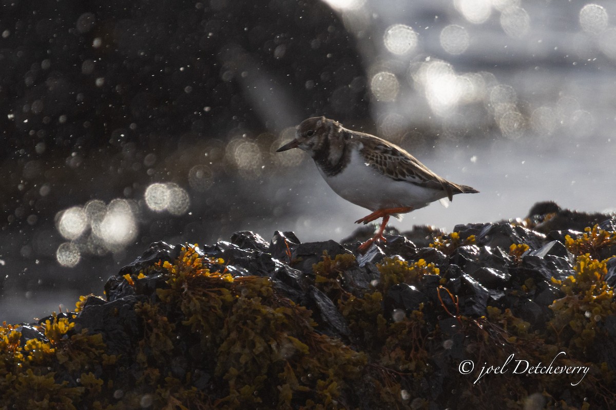 kamenáček pestrý - ML646648418