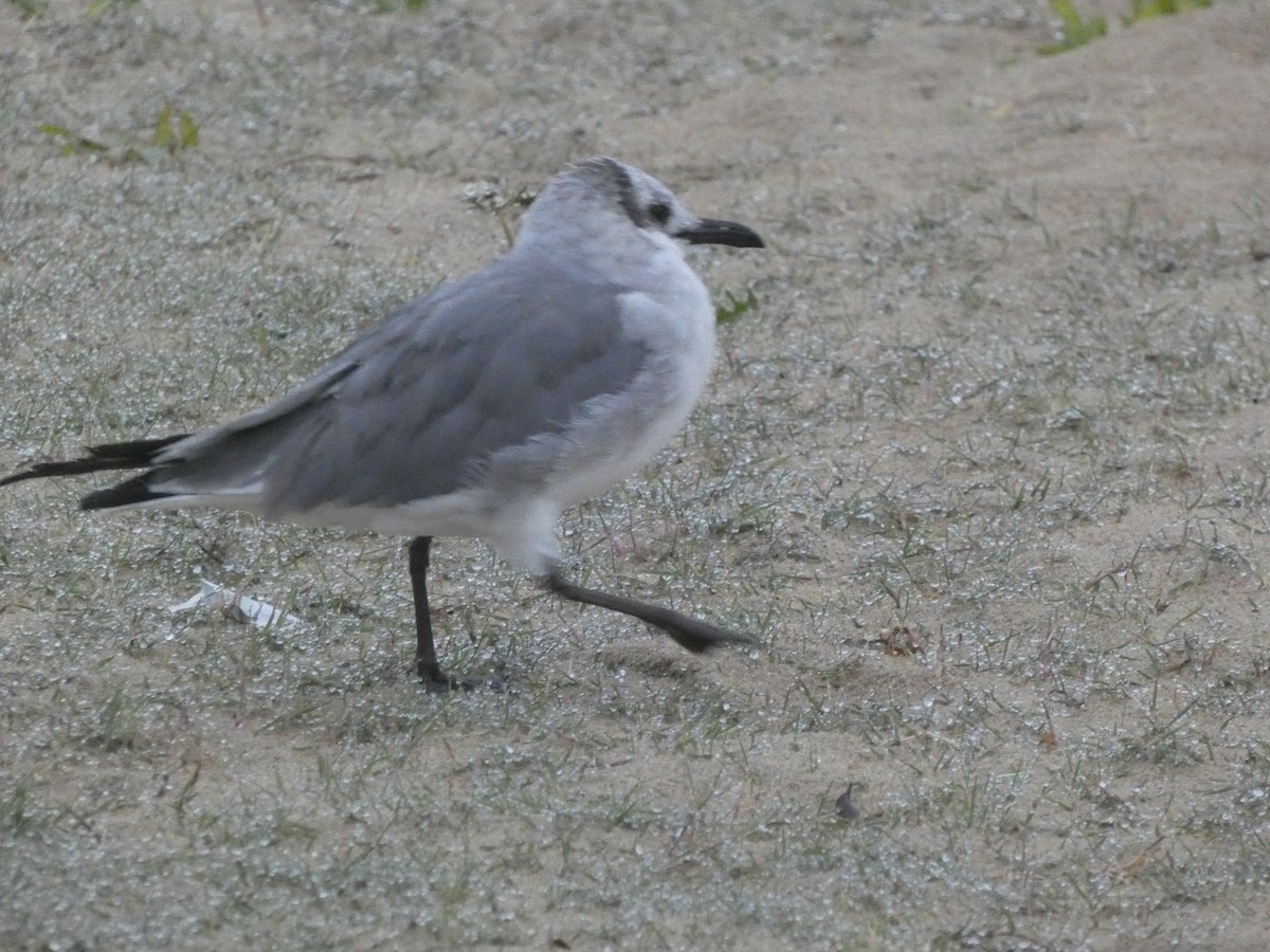 笑鷗 - ML646648419