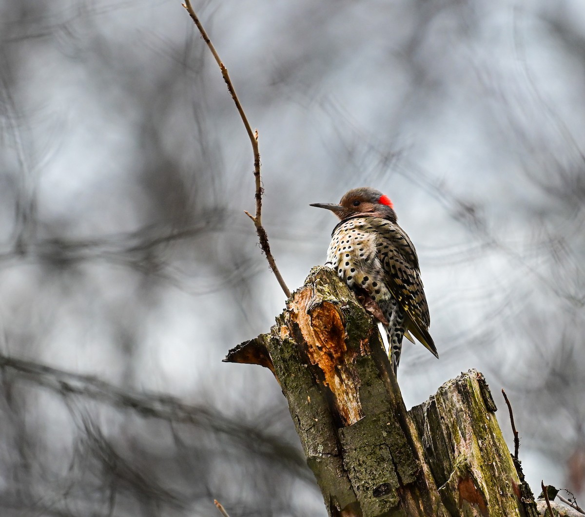 Pic flamboyant - ML646648420