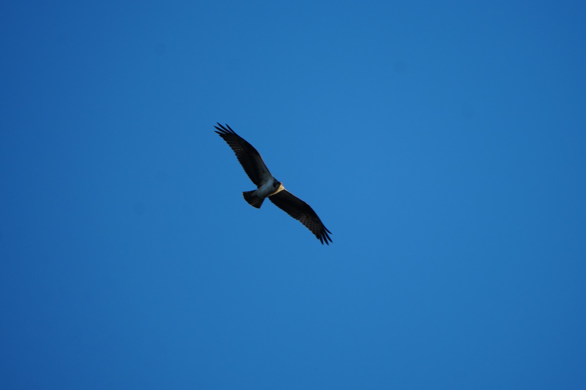 ミサゴ - ML646648421