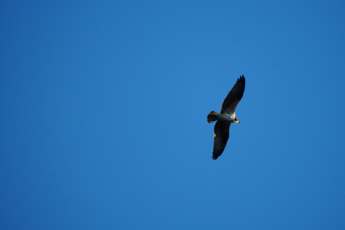 ミサゴ - ML646648422