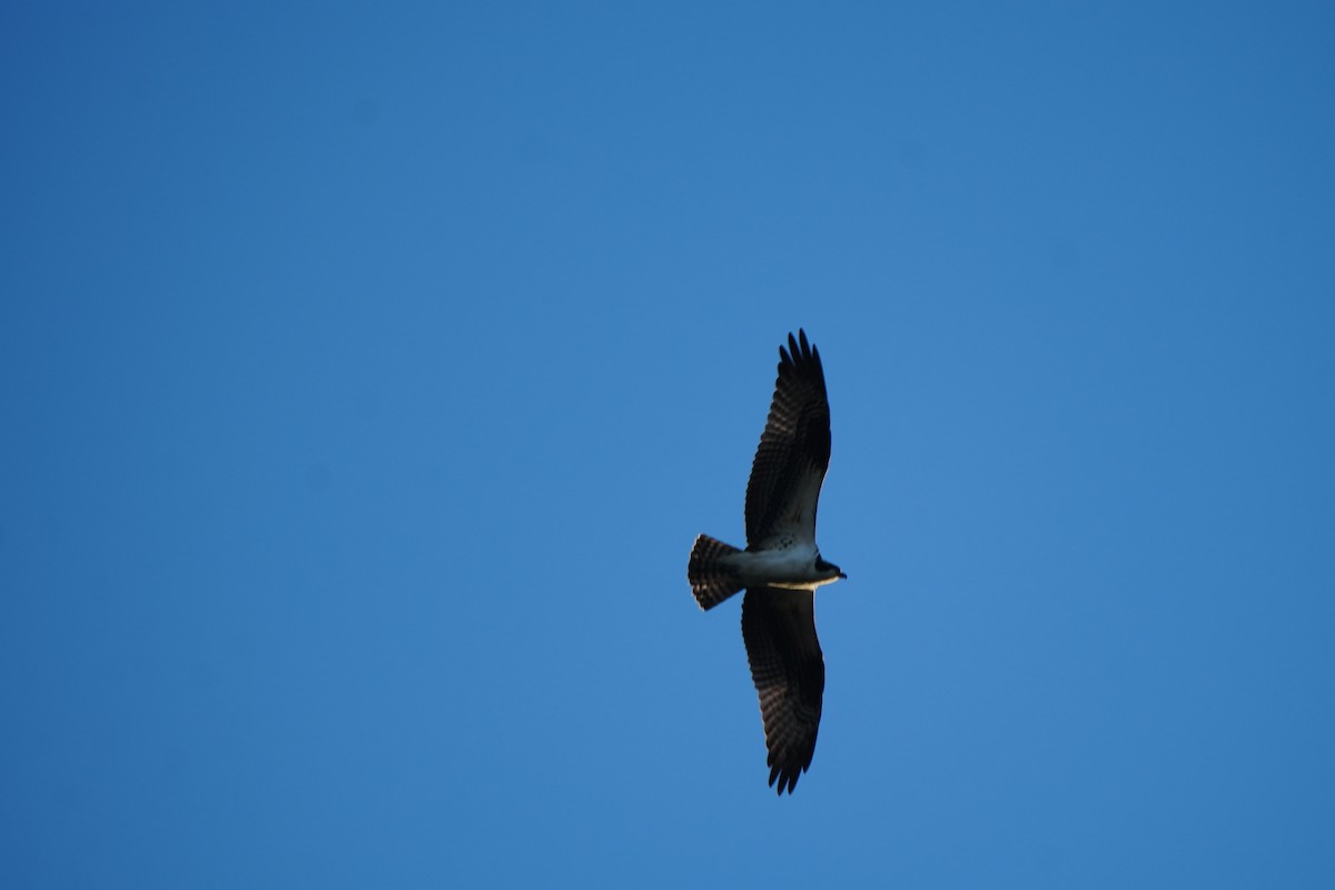 ミサゴ - ML646648423