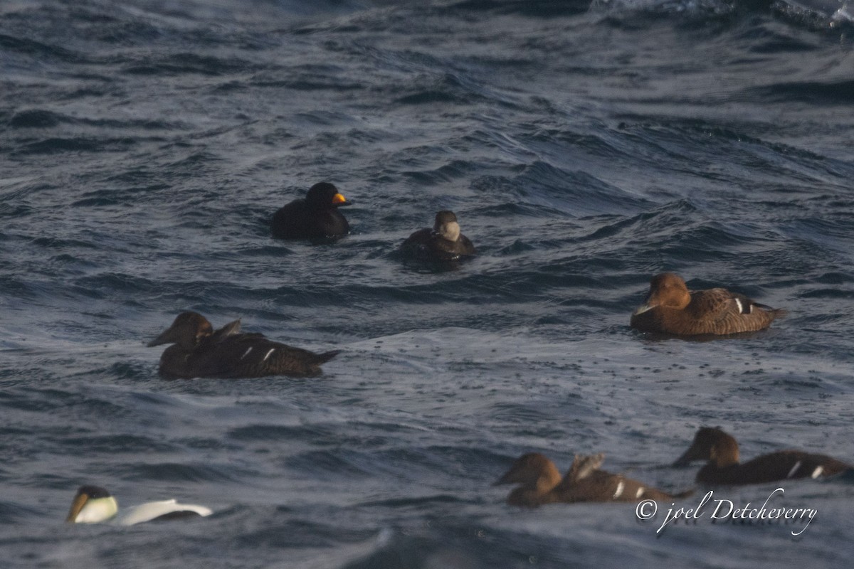 turpan žlutozobý - ML646648424