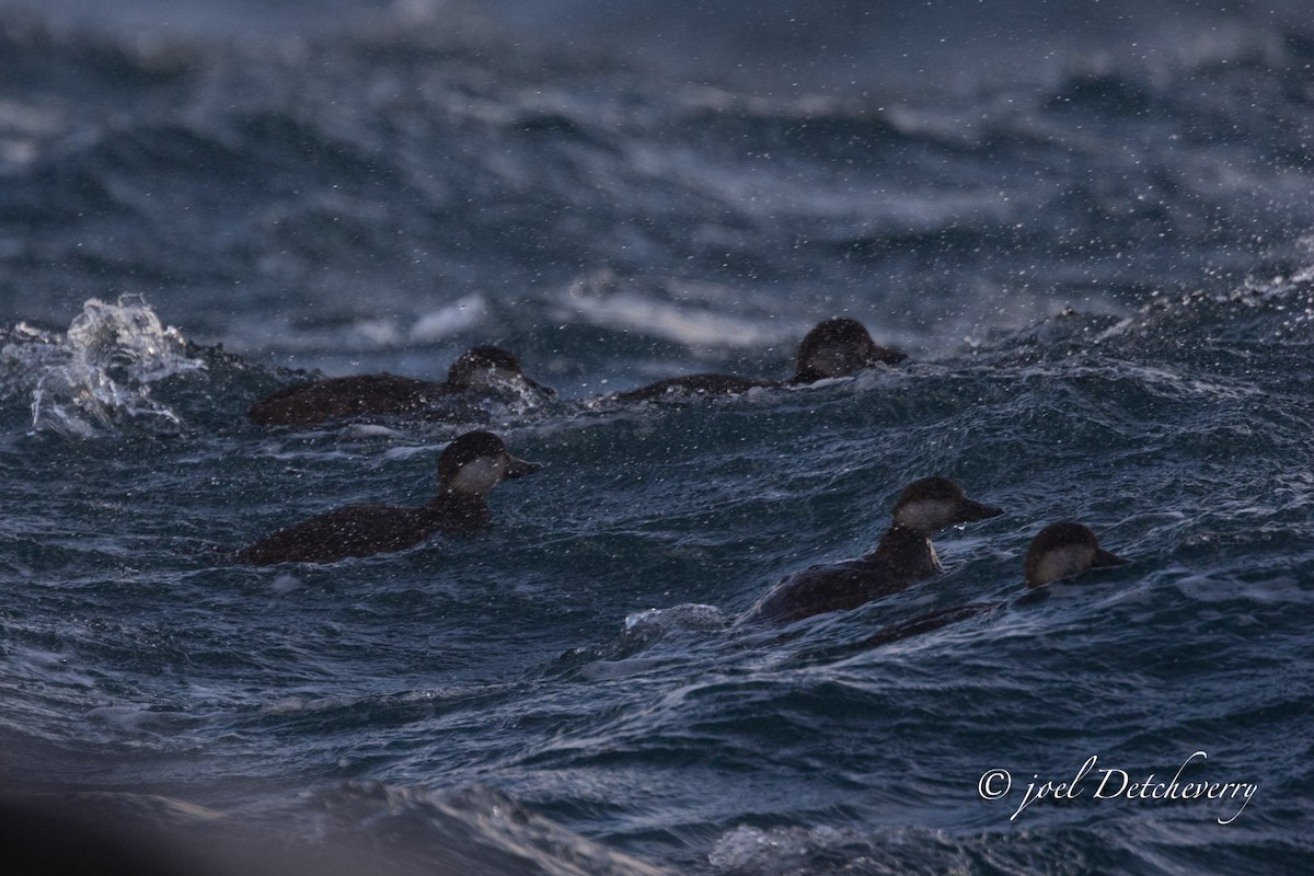 turpan žlutozobý - ML646648425