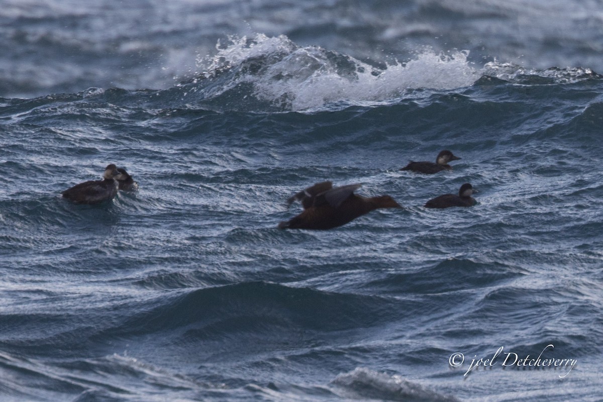 turpan žlutozobý - ML646648426