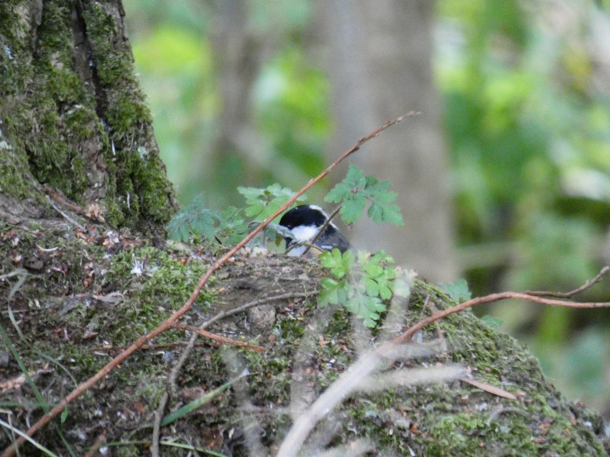 ירגזי שחור - ML646648427