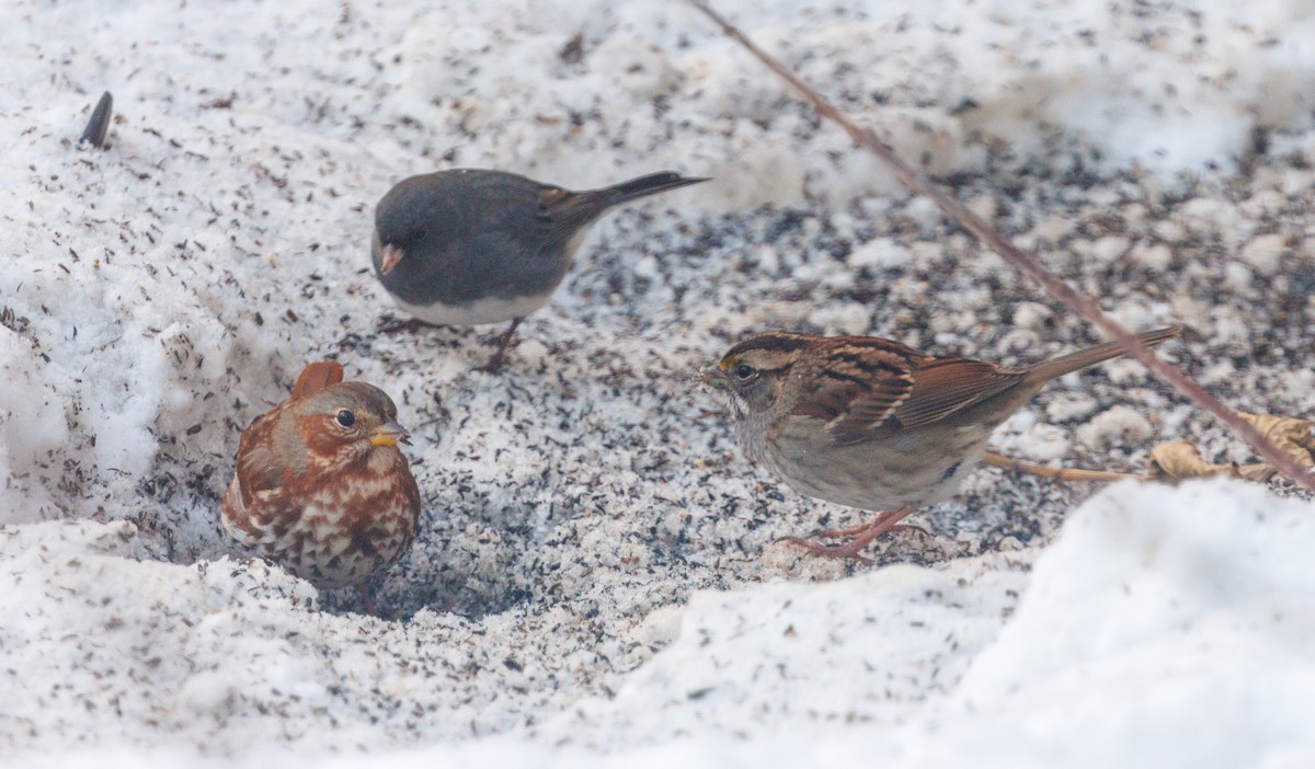 גיבתונית לבנת-גרון - ML646648428