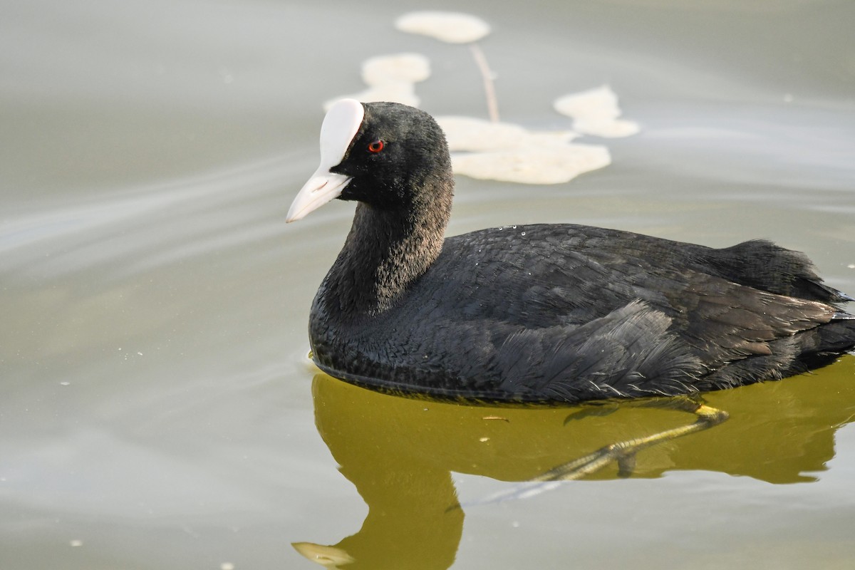 sothøne - ML646648429