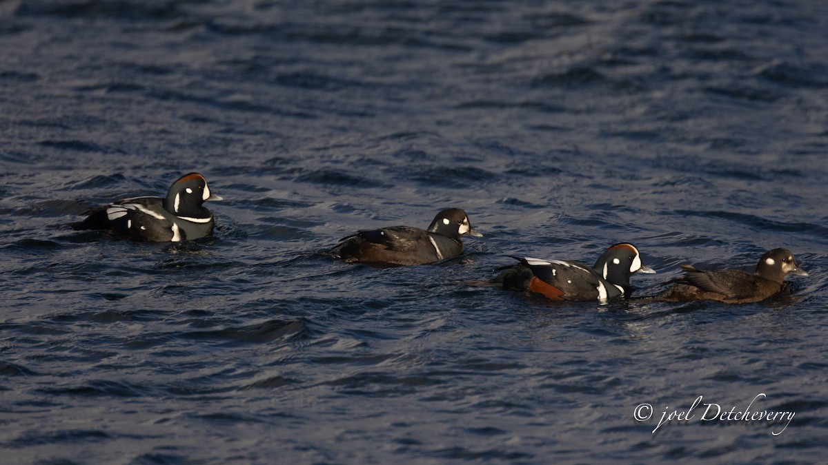 Palyaço Ördeği - ML646648430