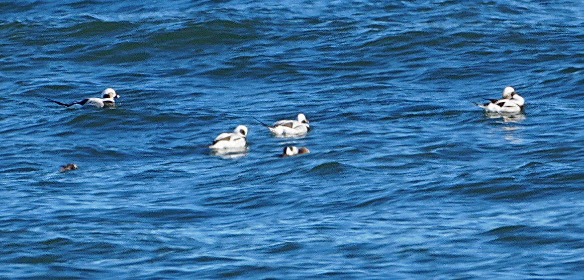 ברווז קרח - ML646648431