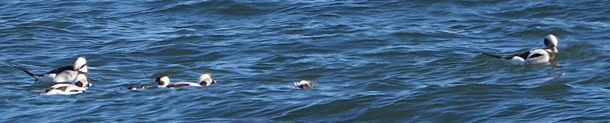 ברווז קרח - ML646648432