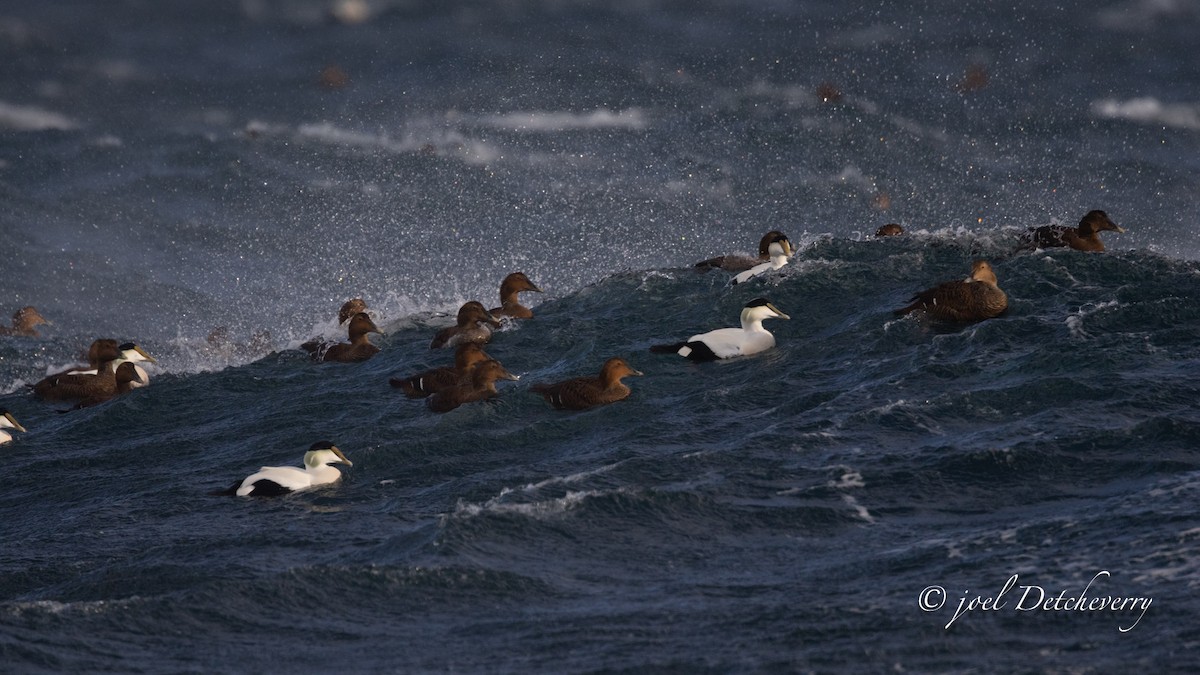 אדרית שחורת-כיפה - ML646648433