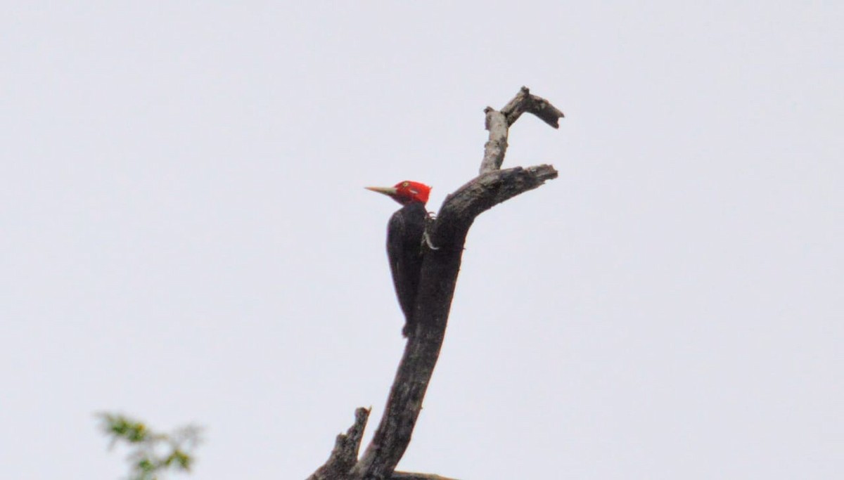 Cream-backed Woodpecker - ML646648436