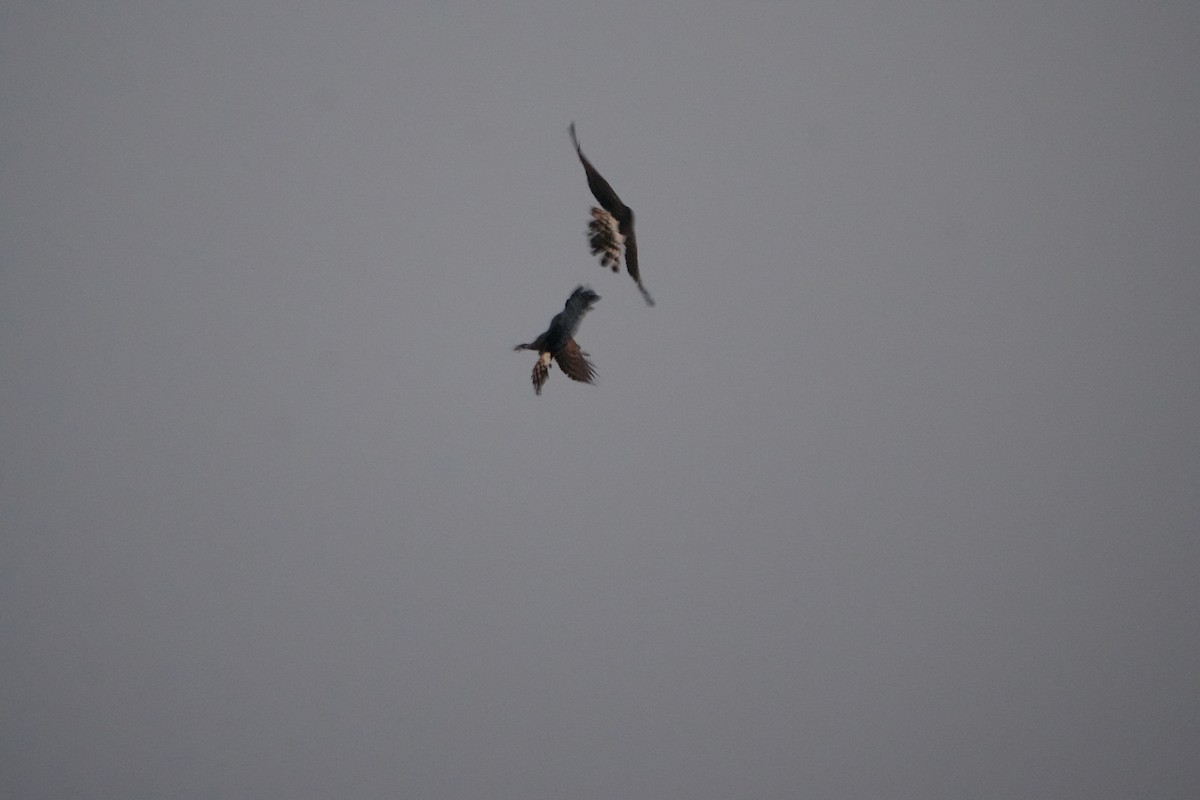 アメリカハイイロチュウヒ - ML646648437