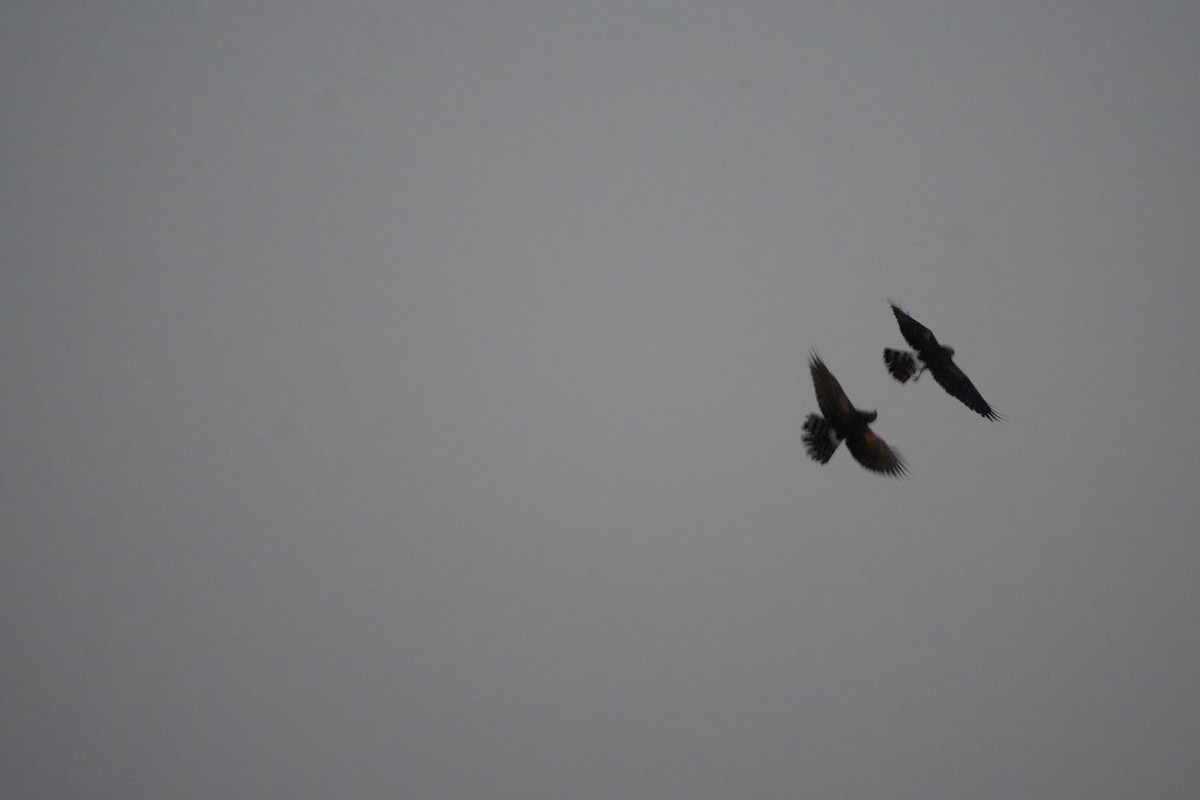 アメリカハイイロチュウヒ - ML646648438