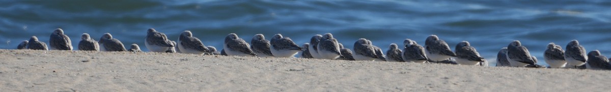 חופית לבנה - ML646648439