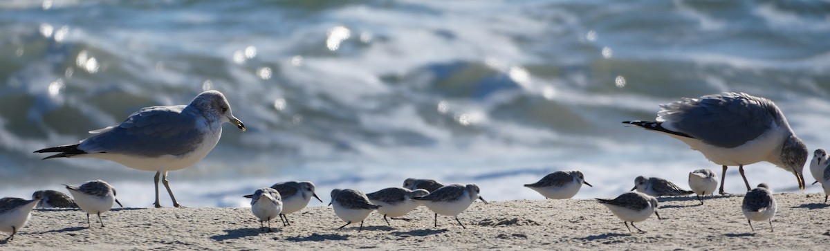 שחף עקוד-מקור - ML646648440