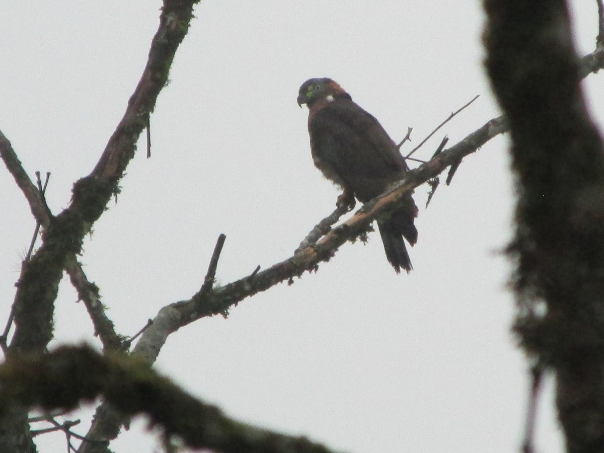 Hook-billed Kite - ML646648441