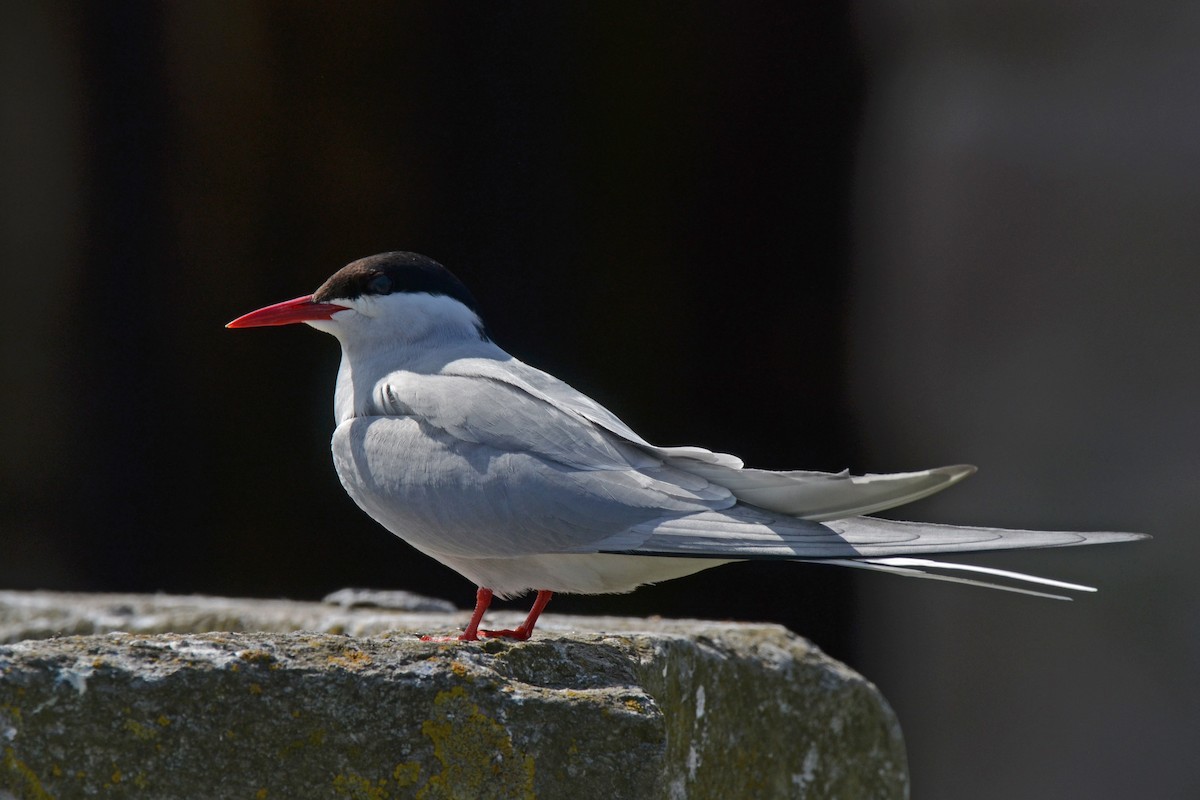שחפית קוטב - ML646648442
