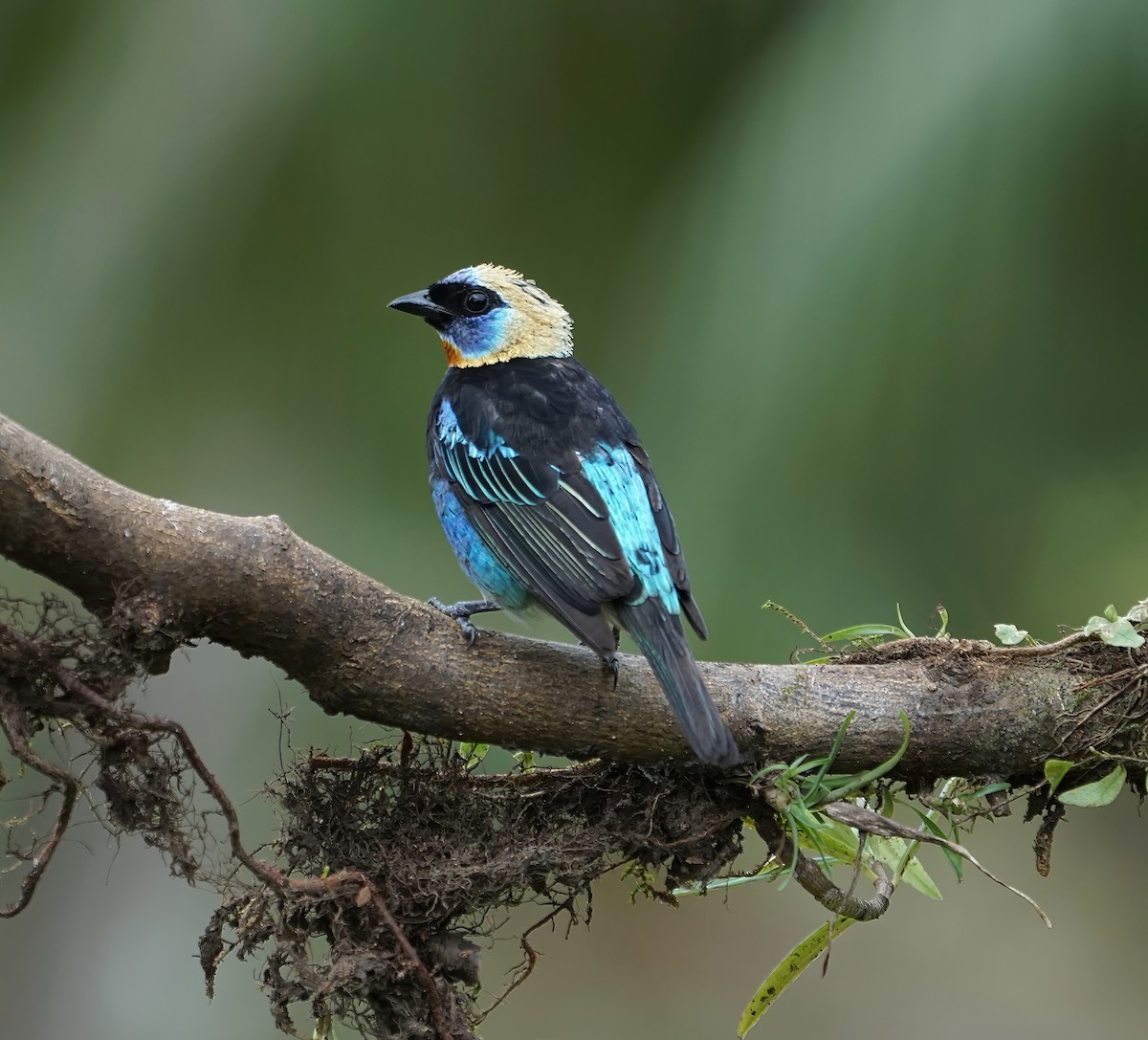 Золотистоголовая танагра - ML646648443