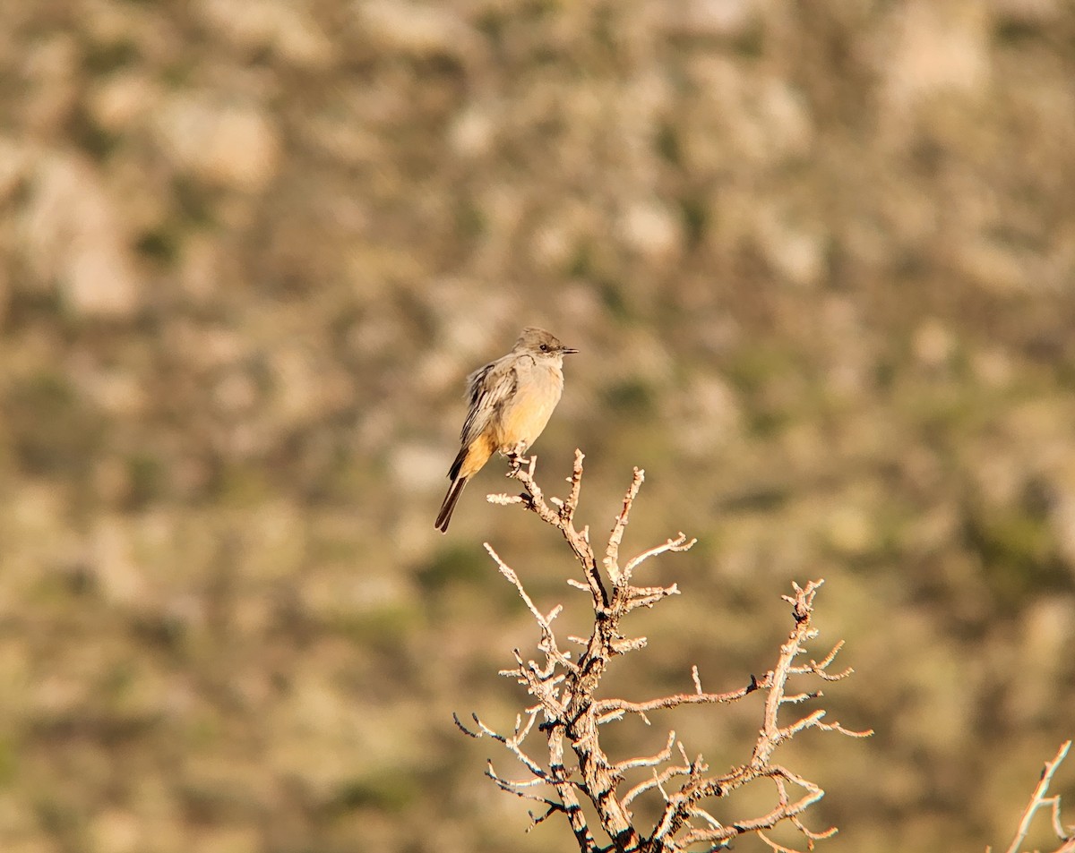 Say's Phoebe - ML646648445