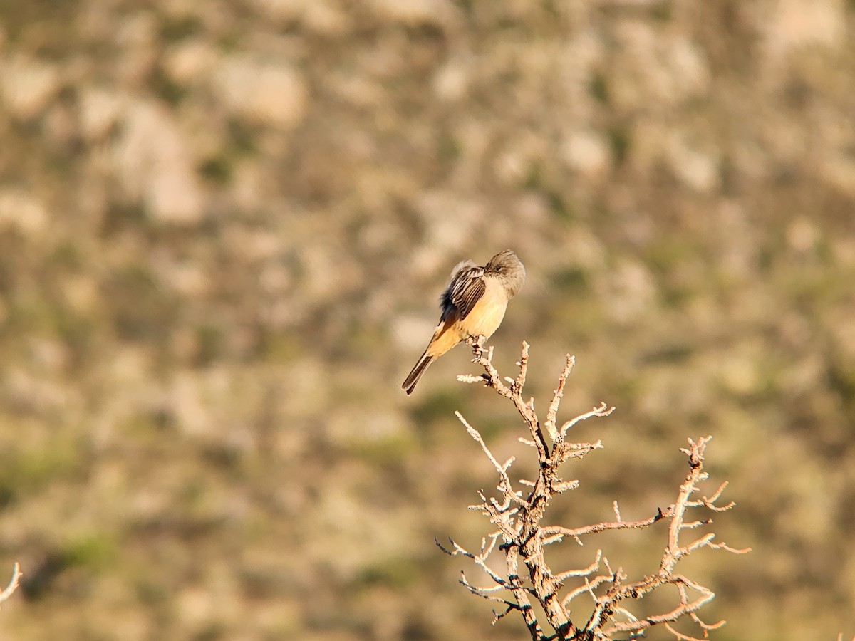 Say's Phoebe - ML646648446