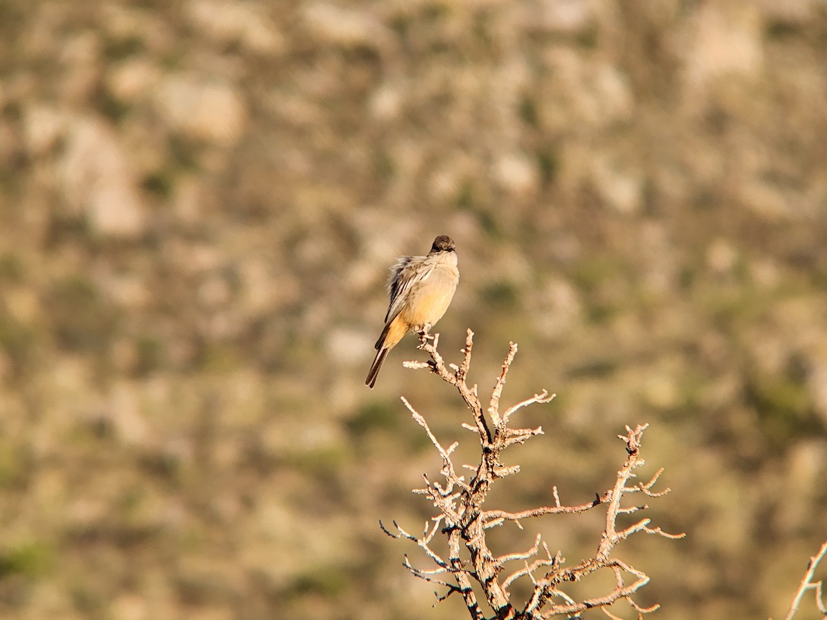 Say's Phoebe - ML646648447