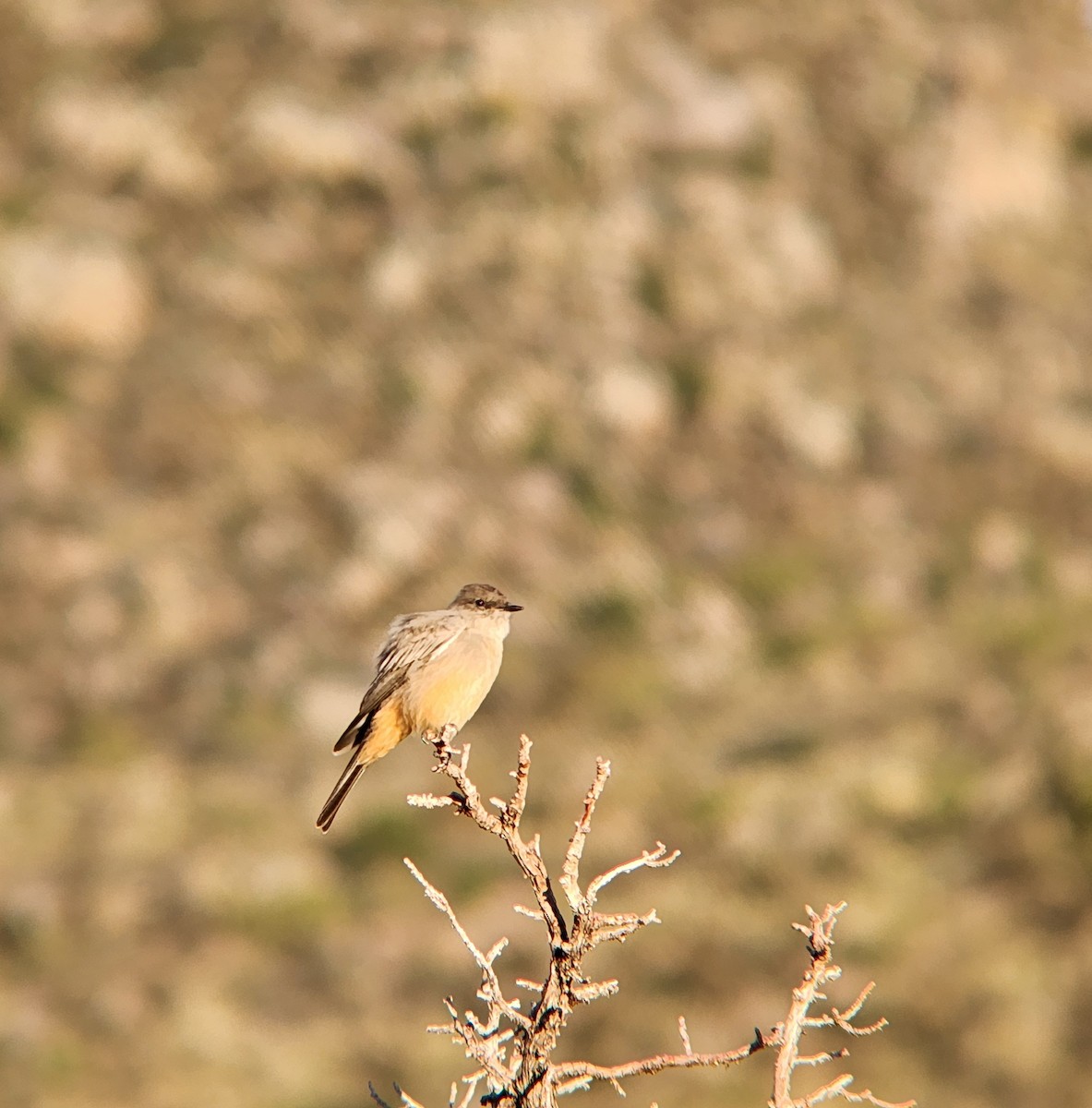 Say's Phoebe - ML646648448