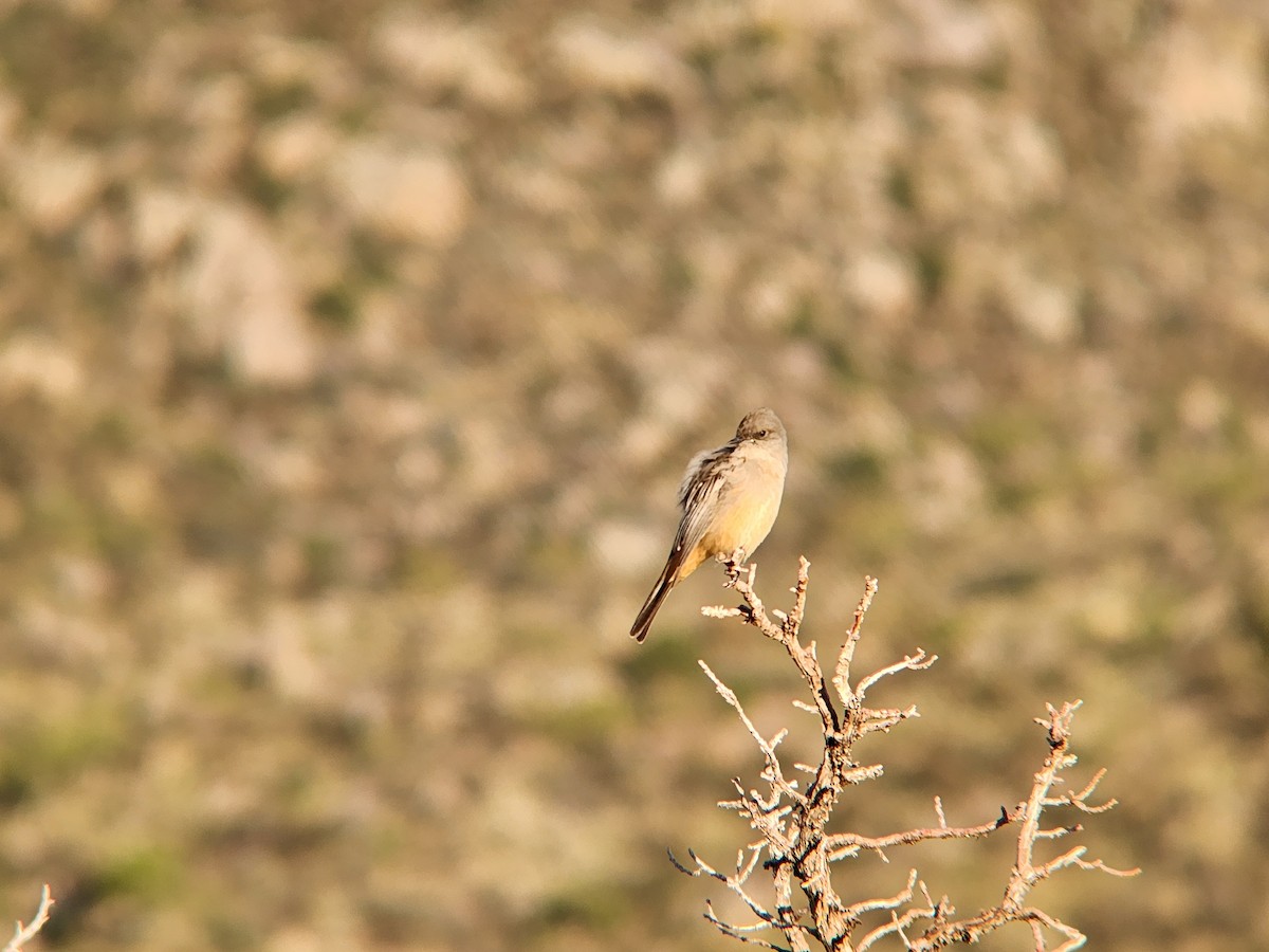 Say's Phoebe - ML646648449