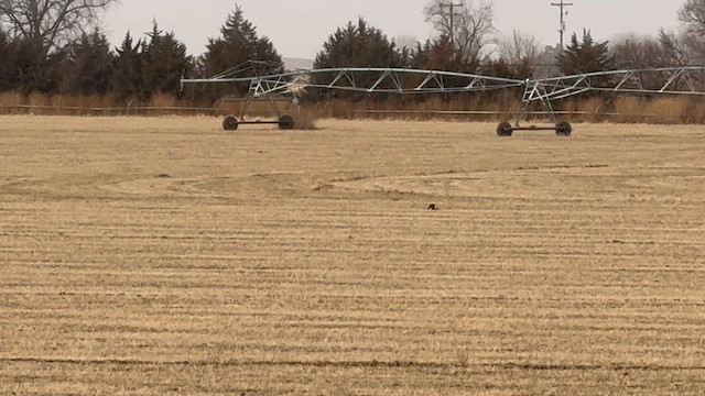 Равнинная каракара - ML646648453