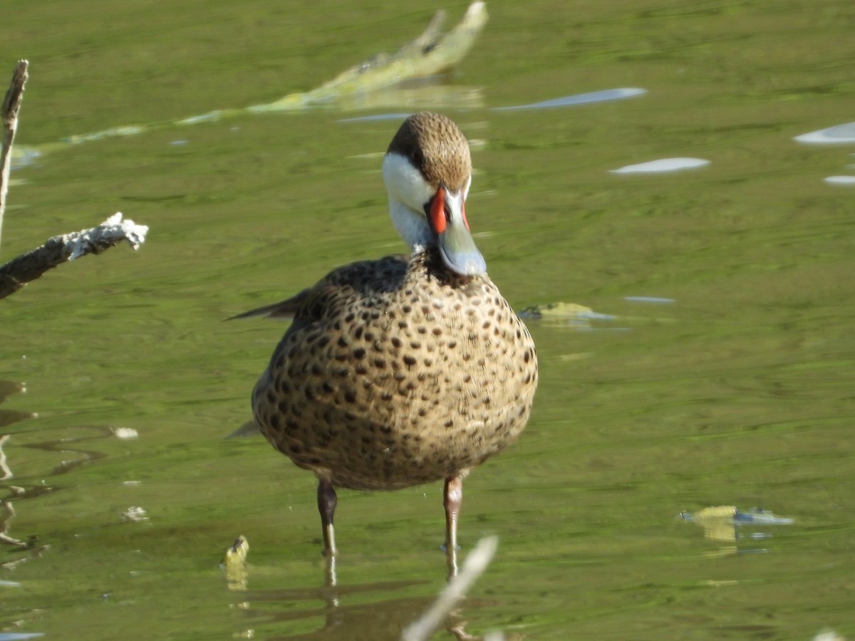 White-cheeked Pintail - ML646648454
