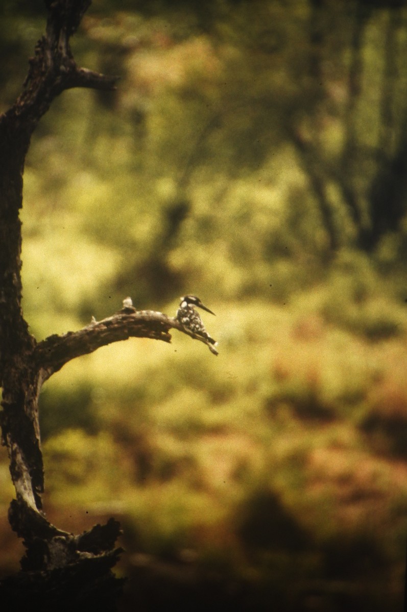 Pied Kingfisher - ML646648458