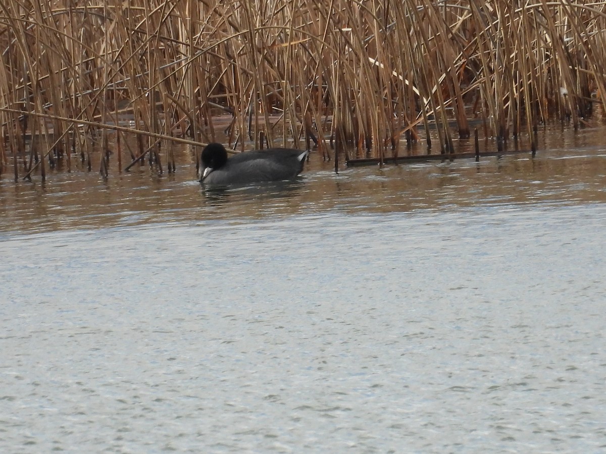 Лиска американська - ML646648461