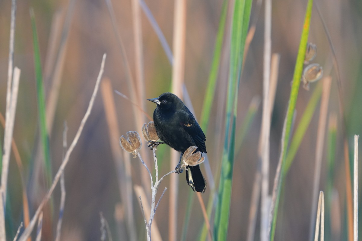 ハゴロモガラス - ML646648462