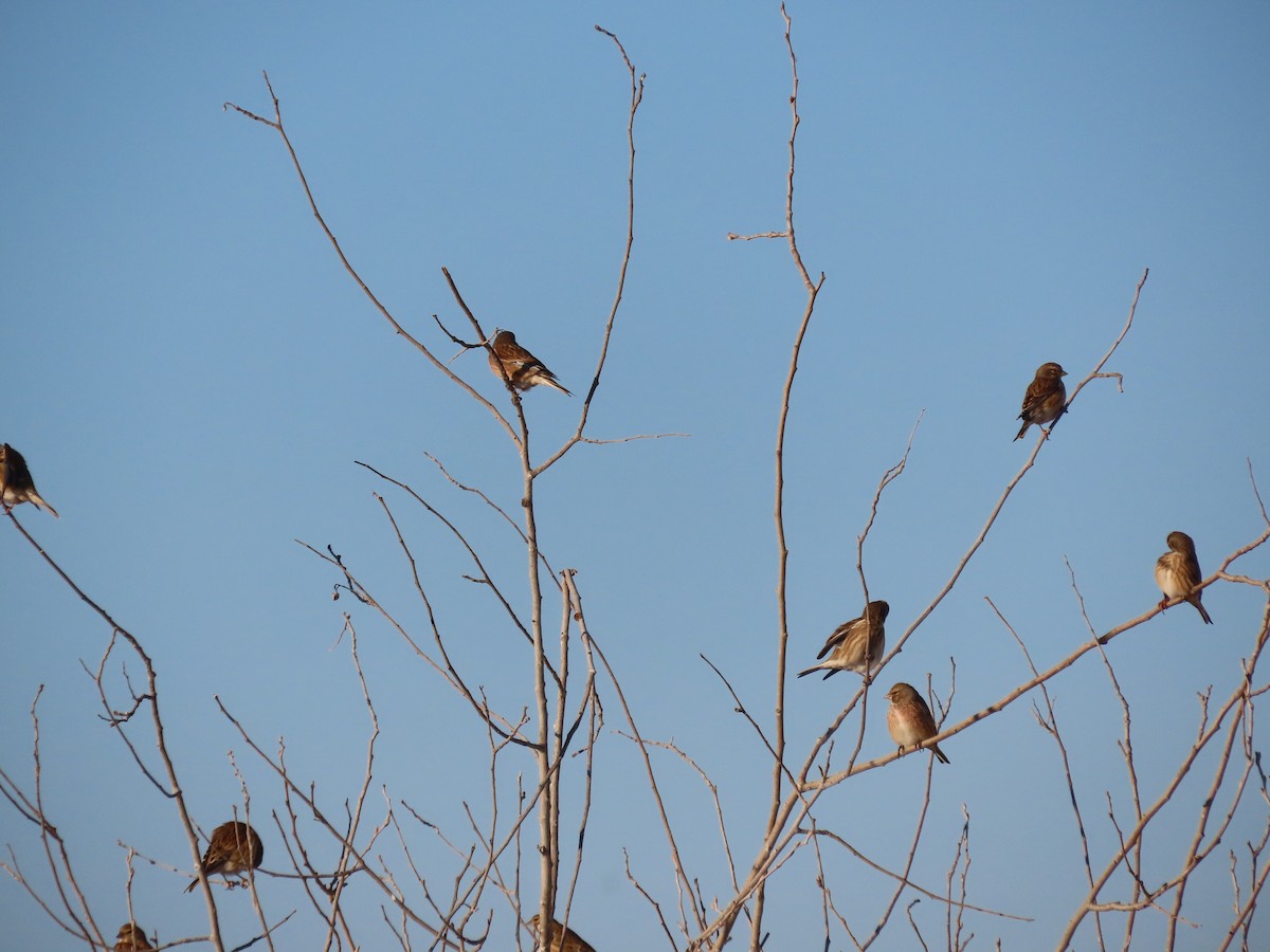 Коноплянка - ML646648463