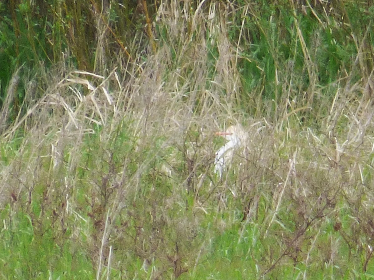 Western Cattle-Egret - ML646648464