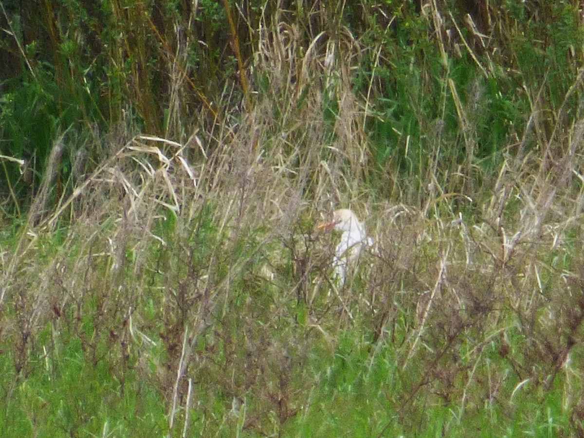 Western Cattle-Egret - ML646648465