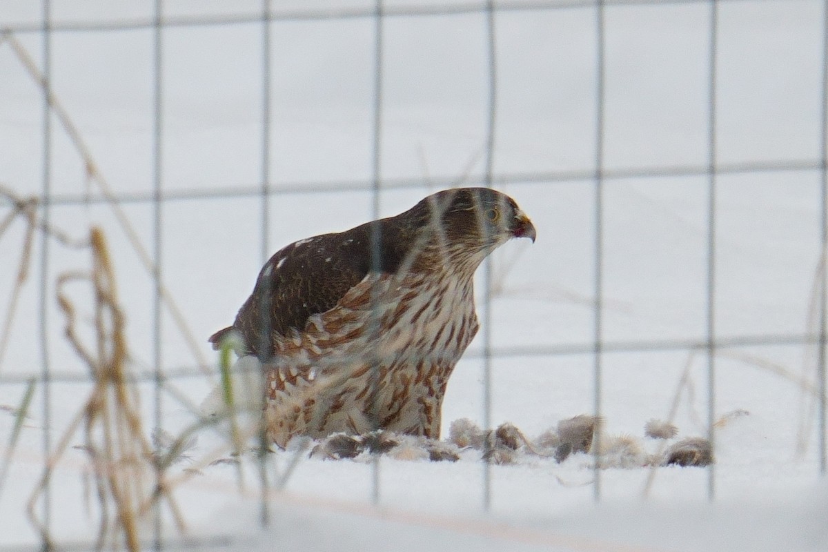 アシボソハイタカ - ML646648466