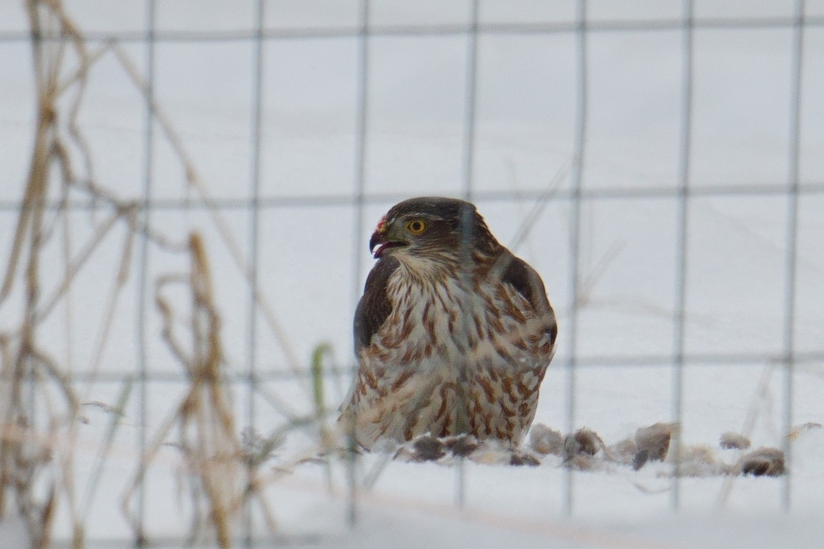 アシボソハイタカ - ML646648467