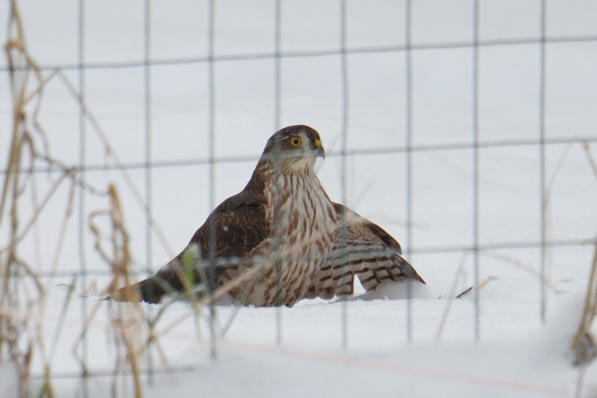 アシボソハイタカ - ML646648468