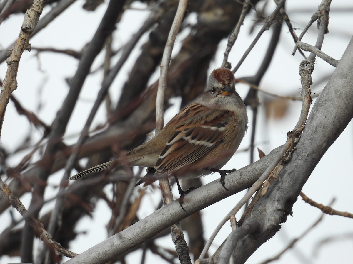 Пасовник північний - ML646648471