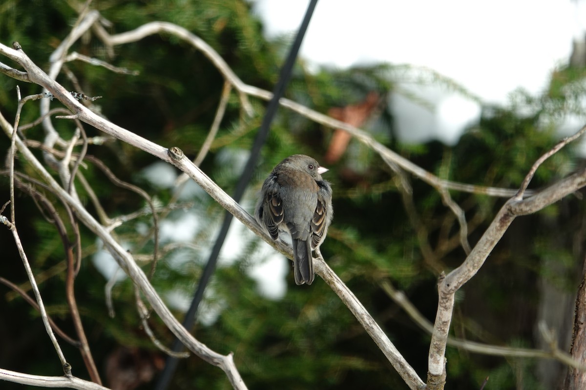 Dark-eyed Junco - ML646648472