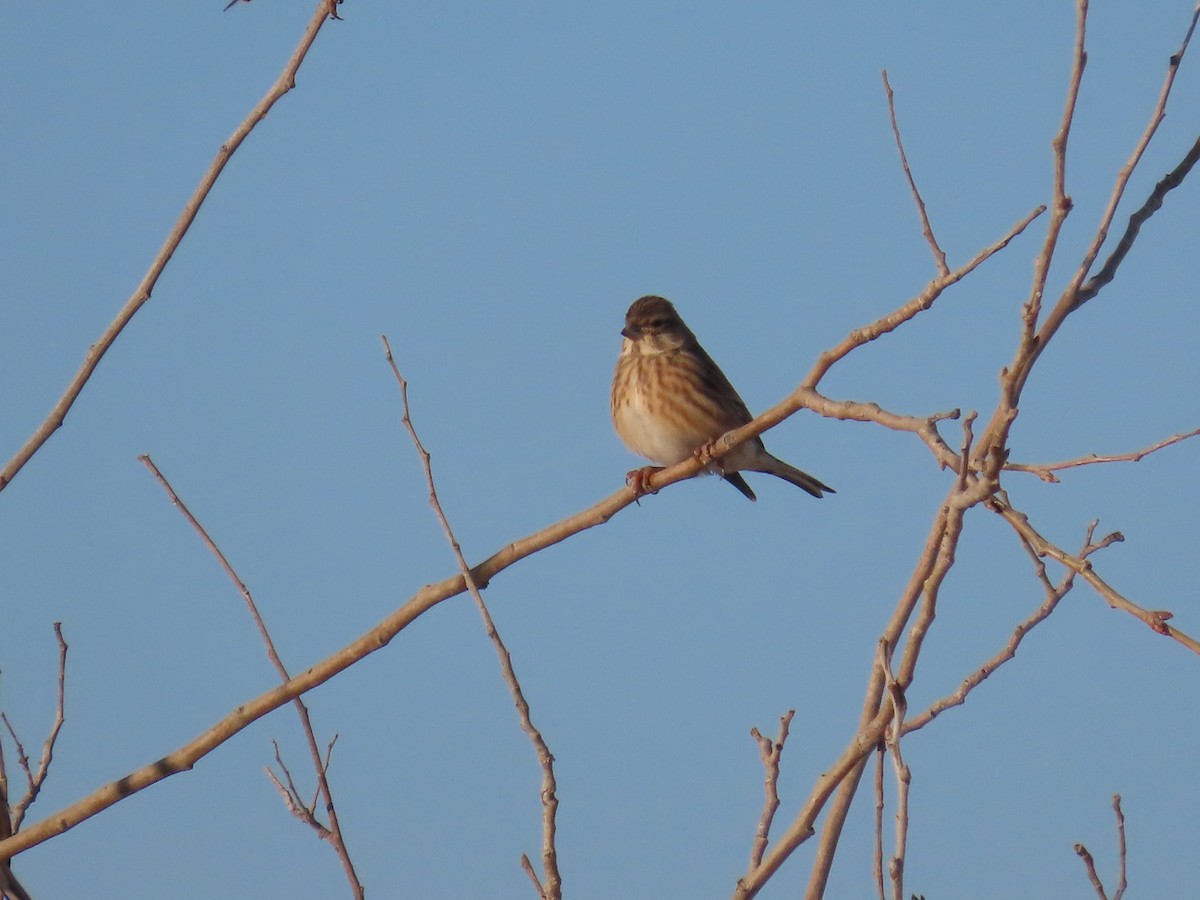 Коноплянка - ML646648473