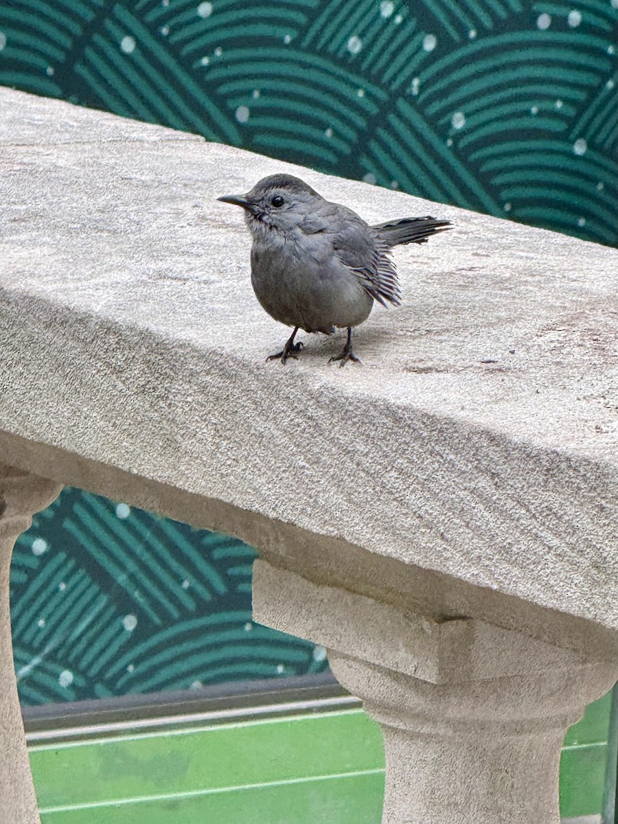 Gray Catbird - ML646648474