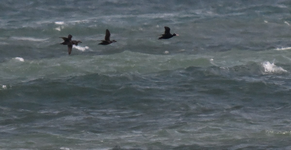 Surf Scoter - ML646648476