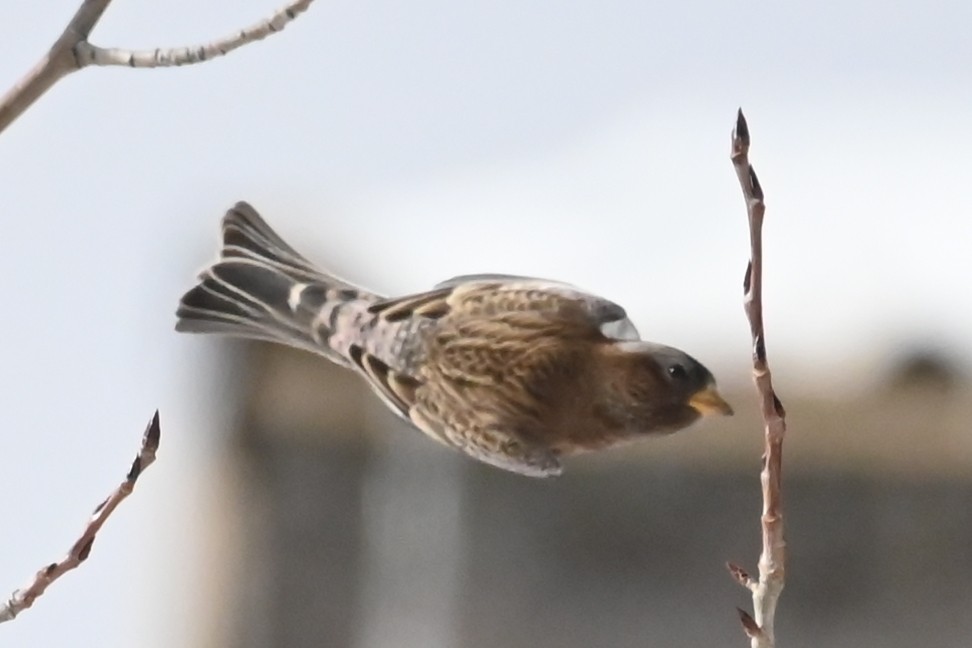 grånakkefjellfink (tephrocotis gr.) - ML646648482
