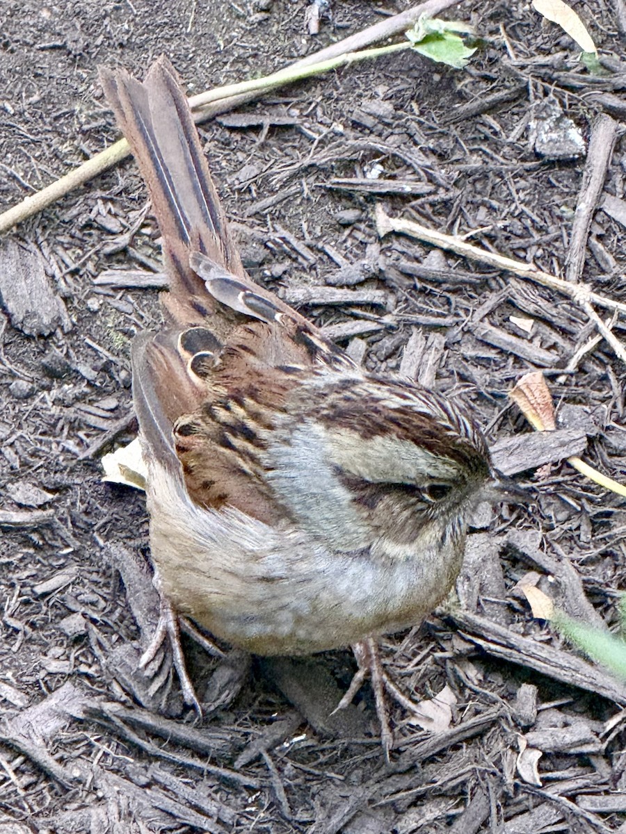 Swamp Sparrow - ML646648483