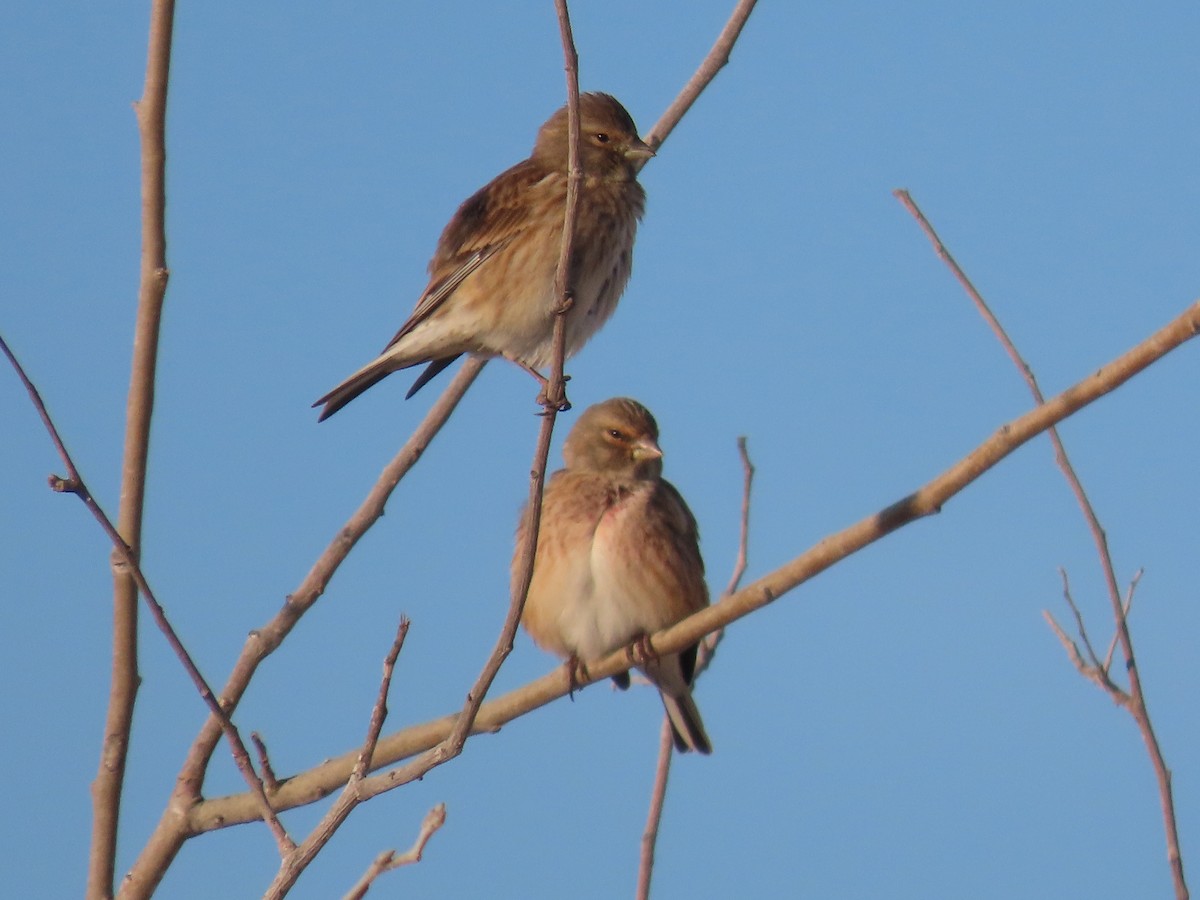 Коноплянка - ML646648484