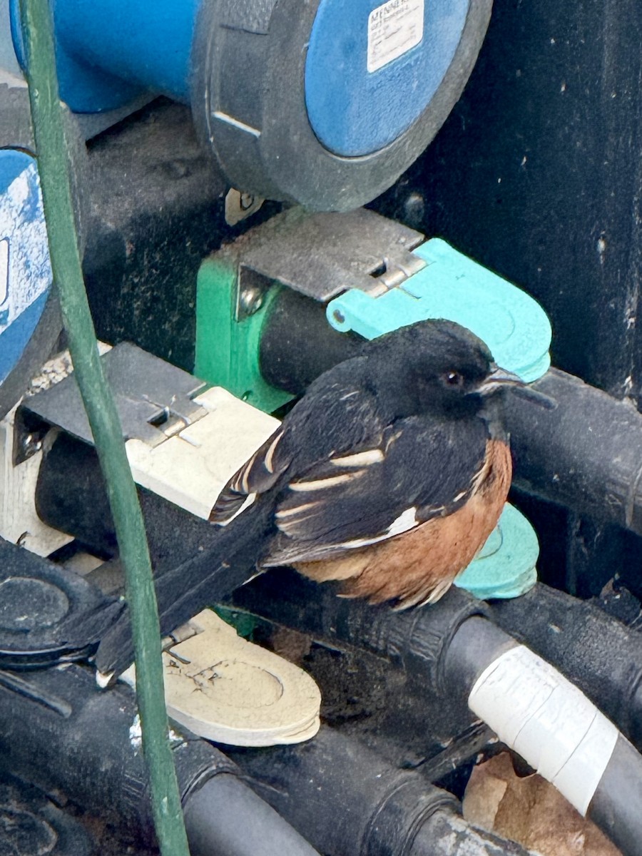 Eastern Towhee - ML646648485