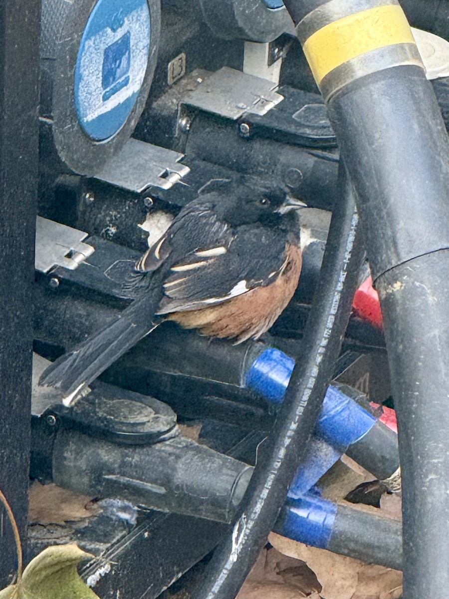Eastern Towhee - ML646648486